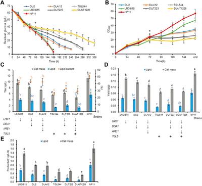 Genetic manipulation of the interconversion between diacylglycerols and triacylglycerols in Rhodosporidium toruloides